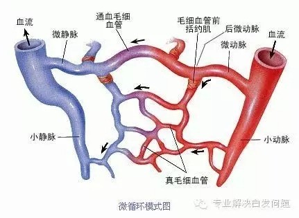 头部微循环障碍——造成白发的重要原因