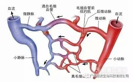 头部微循环的重要性，事关每个人！！！